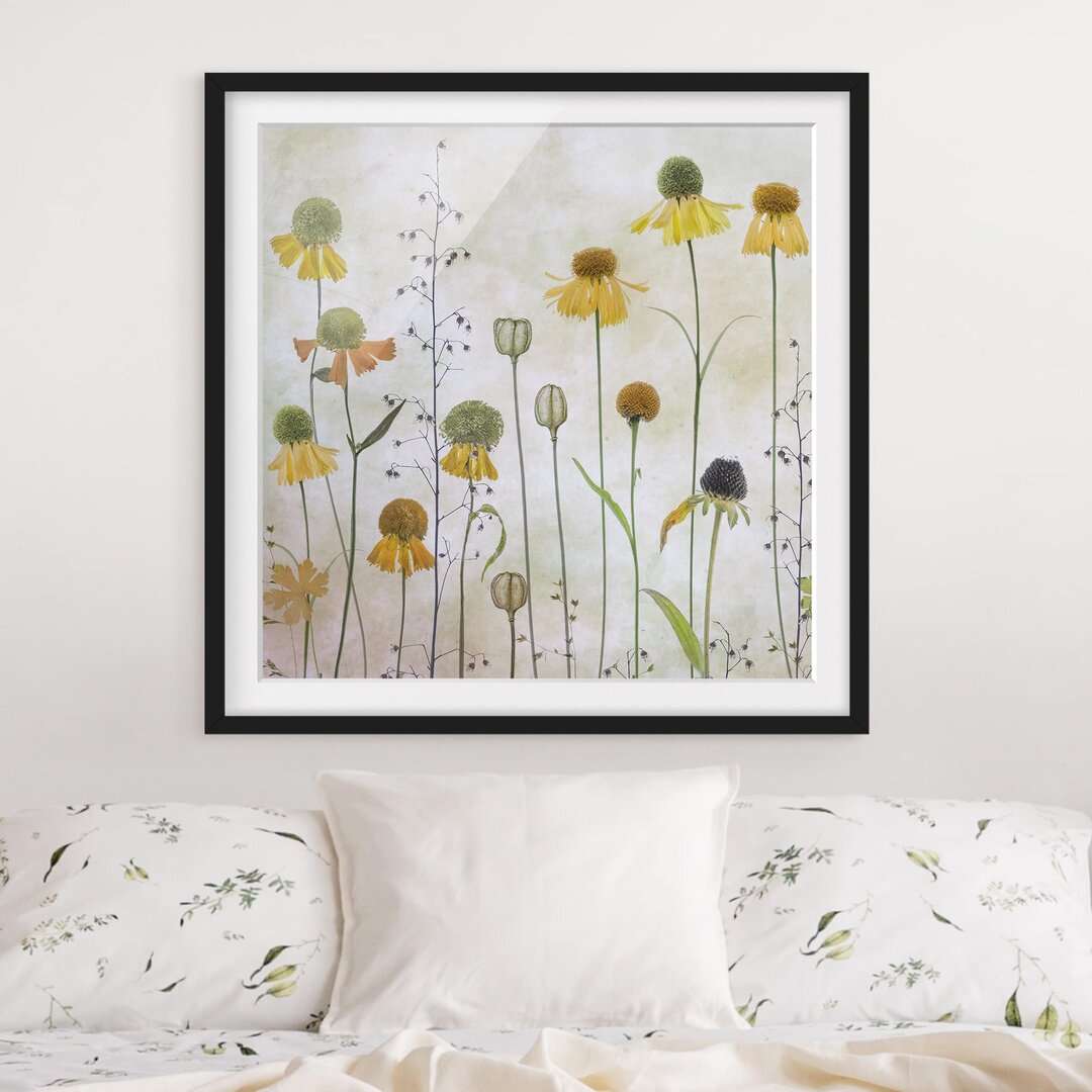 Gerahmtes Poster Delicate Helenium Flowers