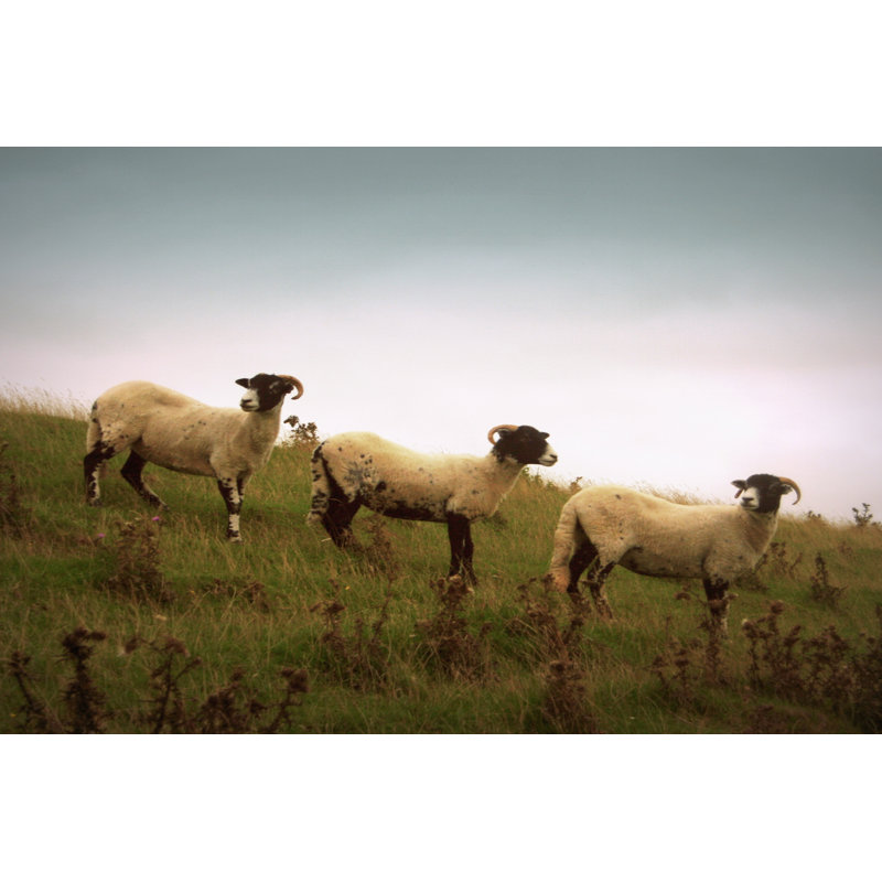 Wooly Friends I - Wrapped Canvas Painting, 30cm H x 46cm W x 3.8cm D