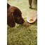 Buddy Olive Rug-281803162