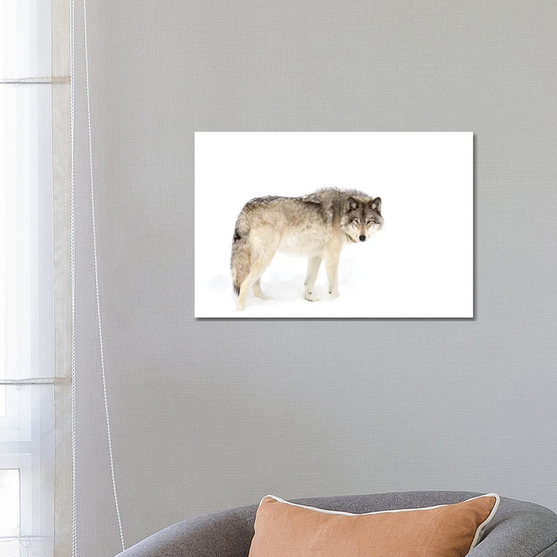 Canadian Timber Wolf Walking Through The Snow by Jim Cumming - Wrapped Canvas Print, 66.04 cm H x 45.72 cm W