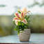 Neelish Lily Arrangement in Vase-1198060091