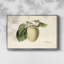 «Vintage Botanical - XLV» sur toile-1308361234-1308361232