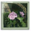 Art mural en verre acrylique «Country Rose» par Art and a Little Magic-333012272