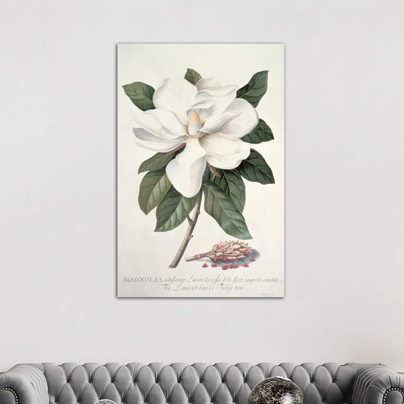 Magnolia by Georg Dionysius Ehret - Wrapped Canvas Print, 152.5 cm H x 101.5 cm W
