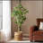 160CM ARTIFICIAL PACHIRA MACROCARPA-141623884