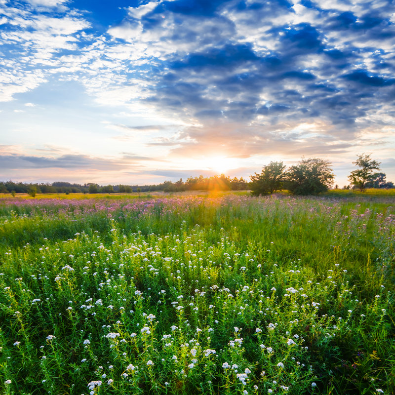 Beautiful Prairies At Sunset by Yuriy_Kulik - Wrapped Canvas Print, 122cm H x 122cm W