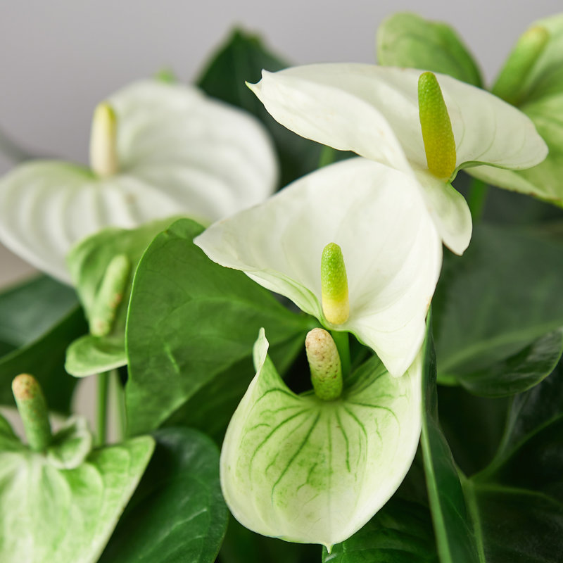 House Plant Shop Live Foliage Plant Low Maintenance Plant Rattan