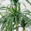 Arbre à dragon Dracaena de 89,5 po Roera