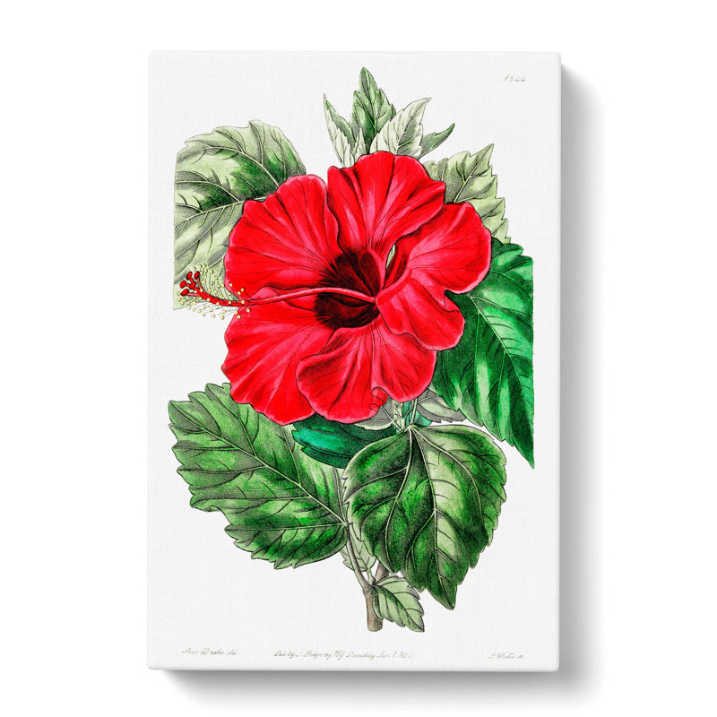 Chinese Rose - Wrapped Canvas Painting, 50cm H x 35cm W x 3cm D