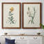 Toile encadrée de qualité supérieure Traditional Botanical III - prête à être accrochée-167555270-167555280