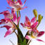 Fleurs d'orchidées roses 10 po