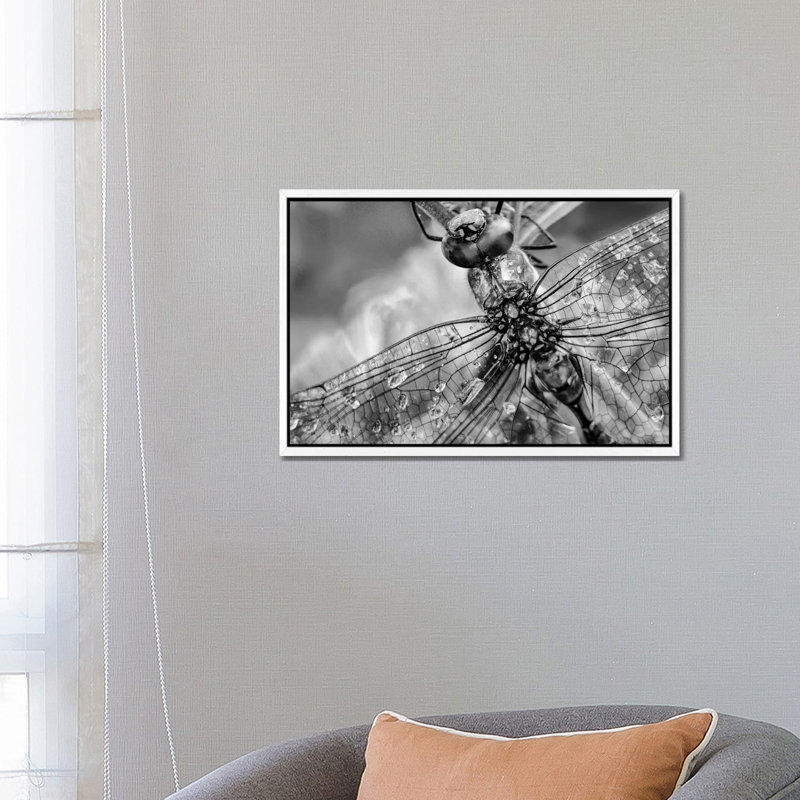 Southern Hawker Dragonfly close up, moisture on wings, New Mexico 1 Piece Wall Art on Canvas, 66.04 cm H x 45.72 cm W