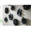 Compactum Succulent Wall Decor