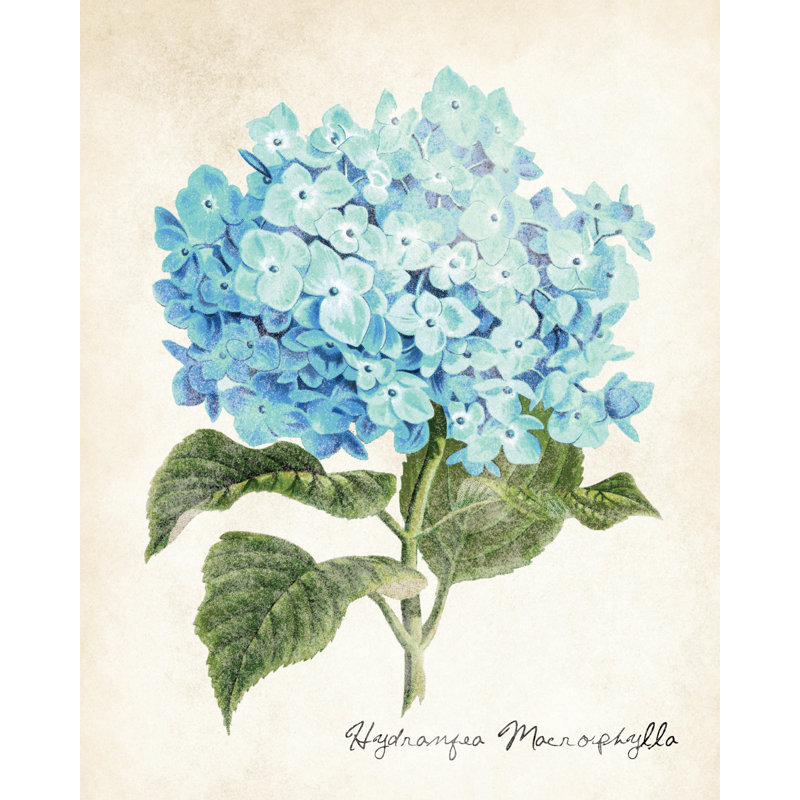 Hydrangea Illustration - Painting Print, 76 cm H x 51 cm W, Black Floater Framed