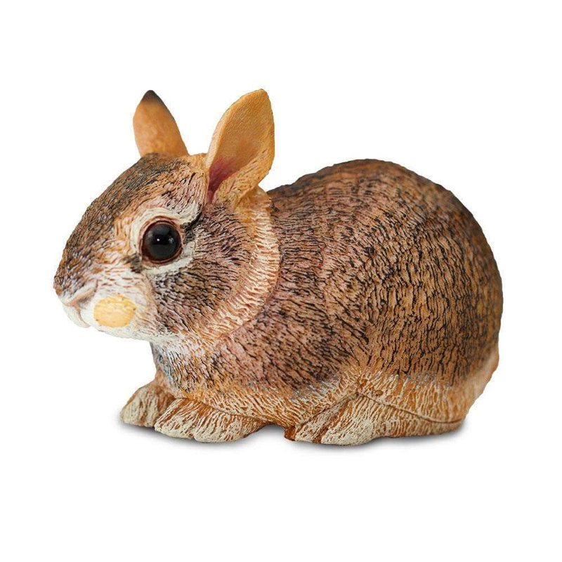 Lapin de l'Est