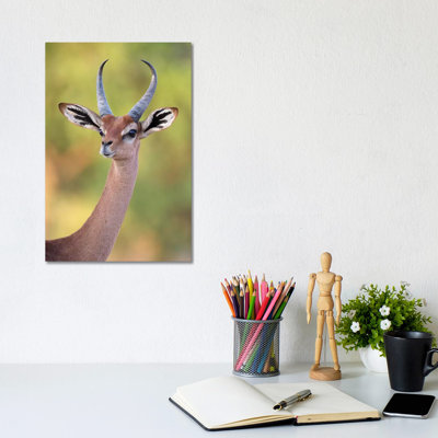 Gerenuk Male Portrait Kenya by Mogens Trolle - Wrapped Canvas Gallery-Wrapped Canvas Giclée