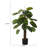 Panama Foliage Tree in Planter