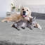 Couverture pour chien PETMAker résistante à l'eau - couverture en sherpa réversible de 60 x 70 pouces pour lit, canapé, caisse ou voiture - Protection contre les taches, les déversements, les accidents et la fourrure d'animaux - Lavable à la machine-126733312-27854173