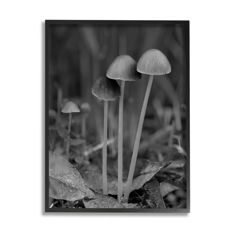 Bb-072-encadré, photographie de champignon par Lil 'Rue, H 14 po x l 11 po x P 1,5 po, Giclée encadrée noir minuit