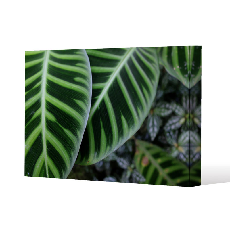 No Title by Andrew Lee - Wrapped Canvas Print
