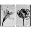 Peeking Flowers Set Set by Oliver Gal-351033437-351033445
