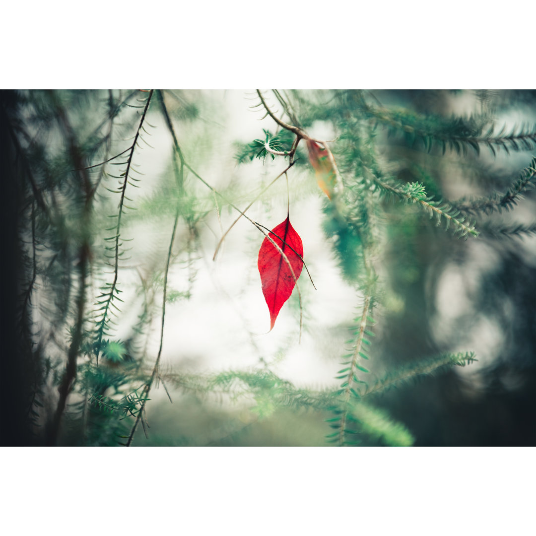 Red Autumn Leaf von Borchee - Kunstdrucke auf Leinwand - Wrapped Canvas