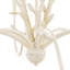 Coral Chandelier