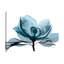 Midnight Magnolia 2 - Wrapped Canvas Print-525718898