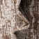 Brown Cartago Indoor/Outdoor Modern Rug