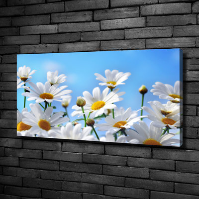 Daisies - Wrapped Canvas Print