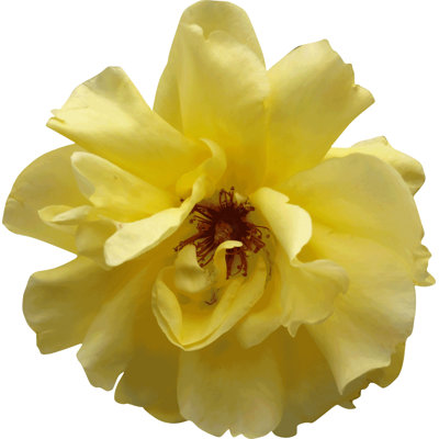 Goulart Plants & Flowers Non-Wall Damaging Wall Decal