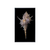 Shell Study II Print by Harold Davis