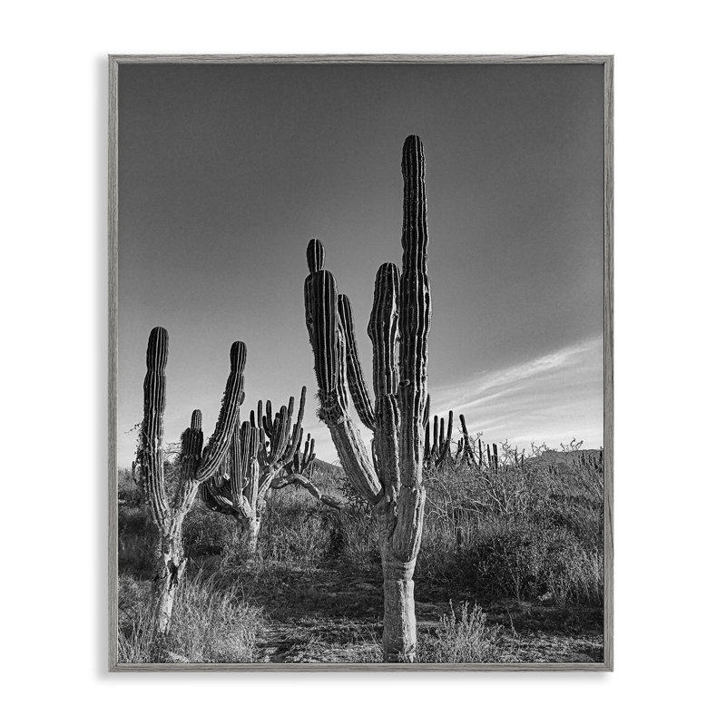 Giclée encadrée Sunlit Succulents Canyon Cacti, design par Norm Stelfox, H 14 po x l 11 po, Estampe numérique Farmhouse