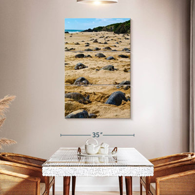 Brampt Nesting Turtles