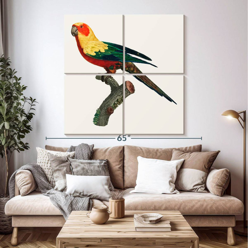 Brampt Sun Conure, H 50 po x l 50 po