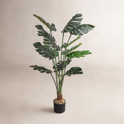 Monstera Plant in Pot