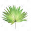 Petticoat palm - décor botanique scandinave encadré