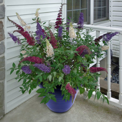 4 in. Buddleia Triple Treat Butterfly Bush (4-Pack)
