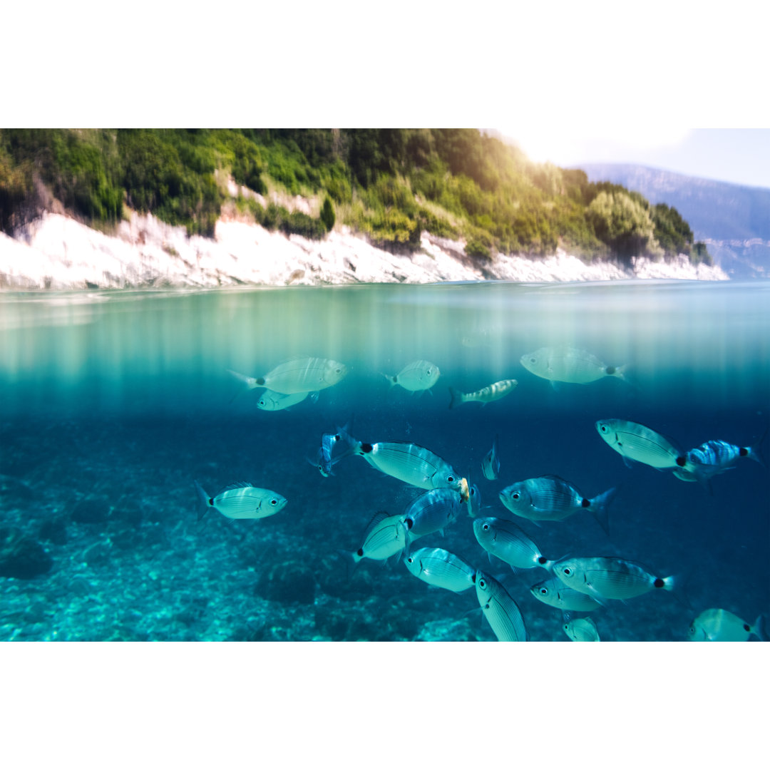 Fische im Meer von Borchee - Kunstdrucke auf Leinwand ohne Rahmen