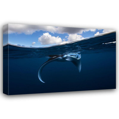 Rosecliff Heights Gabriel, Barathieu Gallery Wrapped Canvas Art Titled: Little Manta Ray