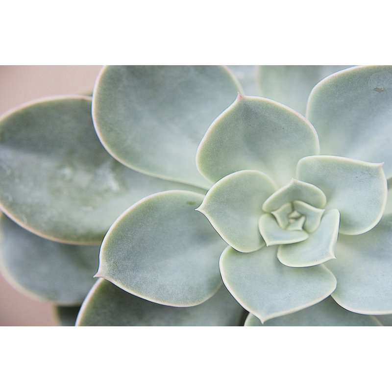 " Succulent Glow III " by Jason Johnson, 32" H x 48" W x 1.25" D