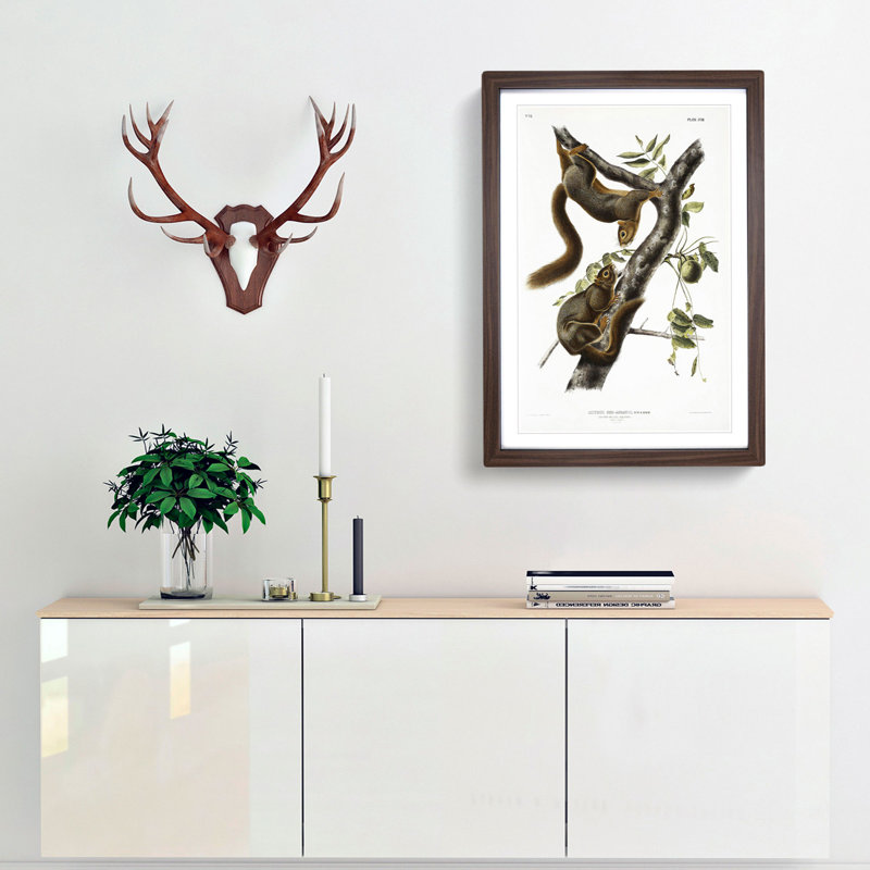Orange-Bellied Squirrels by J.W. Audubon - Picture Frame Painting Print, 36cm H x 27cm W x 2cm D, Walnut Framed
