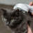 Pet Grooming Kit for Dogs & Cats, with Vacuum, Removes up to 99% of Hair, Brushes and Clippers, Low Noise, with Gradual Speed Adjustment