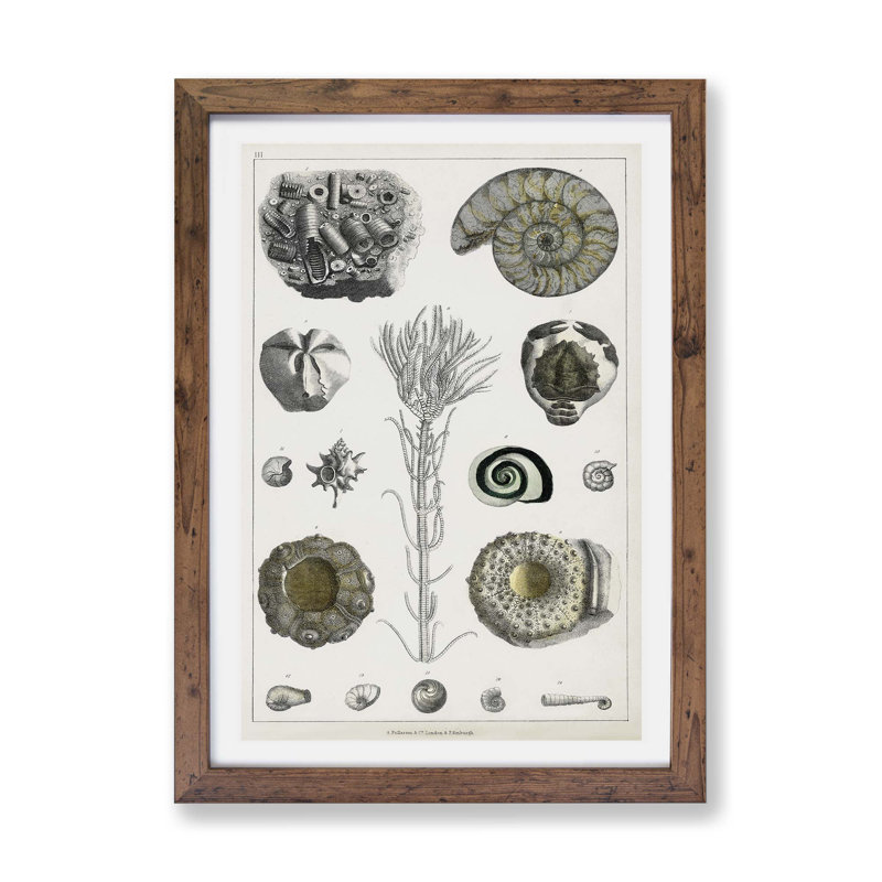 Collection Of Fossils by Oliver Goldsmith - Single Picture Frame Painting, 33cm H x 45cm W x 2cm D, Walnut