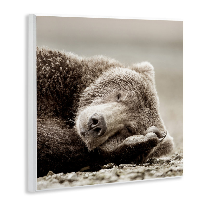 «Cozy Sleeping Bear» par Danita Delimont