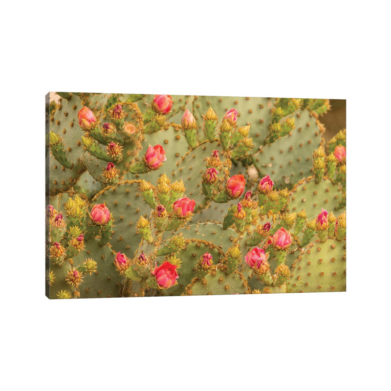 USA, Arizona, Sonoran Desert. Prickly Pear Cactus Blossoms. by Jaynes Gallery - Wrapped Canvas Gallery-Wrapped Canvas Giclée
