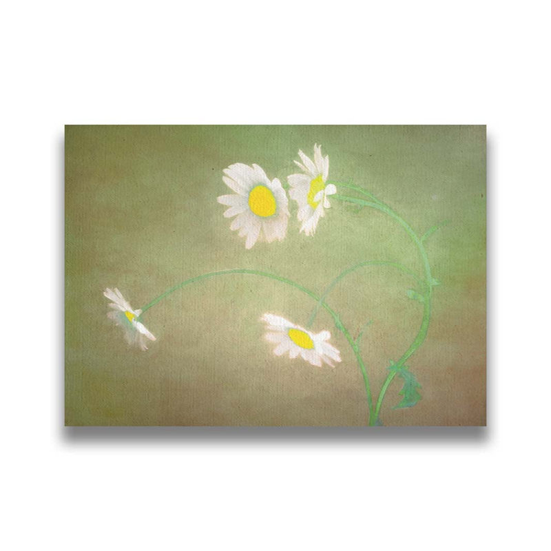 Wild Diasies par Hal Halli. Toile giclée sur toile avec cadre flottant, H 40,5 po x l 60,5 po, Blanc