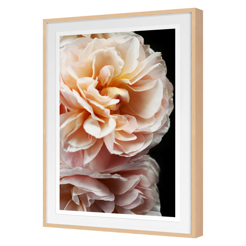 Floribunda II Print by Alicia Bock, Maple Framed, 28" H x 21" W