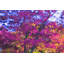 My Fall Fuchsia par Drew Gaffney-1539513974