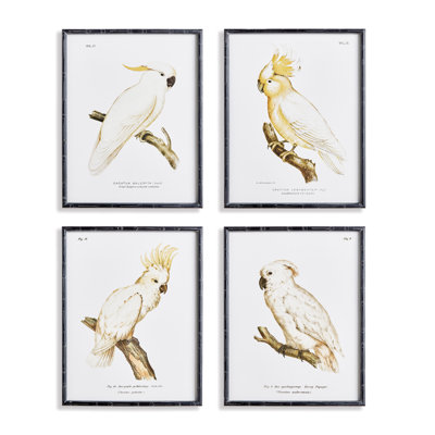 Parrot Study In White